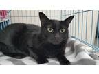 Adopt Prudence a All Black Domestic Shorthair / Mixed cat in Greenville