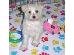 Mutt Puppy for sale in Tucson, AZ, USA