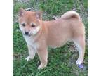 Shiba Inu Puppy for sale in Myrtle, MO, USA