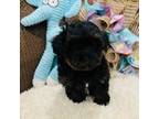 Maltipoo Puppy for sale in Hampstead, NC, USA