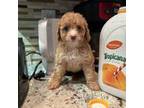 Poodle (Toy) Puppy for sale in Naples, FL, USA