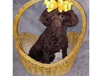 Poodle (Toy) Puppy for sale in Conroe, TX, USA