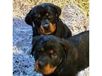 Rottweiler Puppy for sale in Ellenville, NY, USA