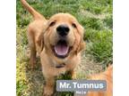 Mr. Tumnus