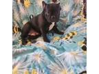 French Bulldog Puppy for sale in Houghton Lake, MI, USA