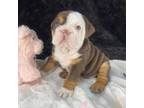 Bulldog Puppy for sale in Pocatello, ID, USA