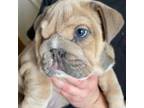 Bulldog Puppy for sale in Pocatello, ID, USA