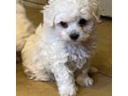Maltipoo Puppy for sale in Jonesboro, LA, USA