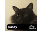 Sassy, Domestic Longhair For Adoption In Dallas, Texas
