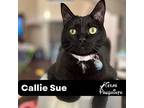 Callie Sue, Domestic Shorthair For Adoption In Dallas, Texas