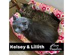 Bonded Pair Kelsey & Lilith, Domestic Shorthair For Adoption In Dallas, Texas