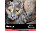 Gracy, Calico For Adoption In Dallas, Texas
