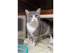 Wallace, Domestic Shorthair For Adoption In Lansing, Kansas