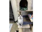 Charlie, Domestic Shorthair For Adoption In Crawfordsville, Indiana