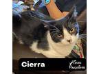 Cierra, Domestic Shorthair For Adoption In Dallas, Texas