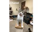 Chanel, Domestic Shorthair For Adoption In Crawfordsville, Indiana