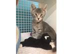 Emily, Domestic Shorthair For Adoption In Land O Lakes, Florida