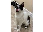 Tonks, Domestic Shorthair For Adoption In Land O Lakes, Florida