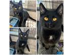 Mia, Domestic Shorthair For Adoption In Crawfordsville, Indiana