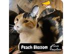 Peach Blossom, Domestic Shorthair For Adoption In Dallas, Texas
