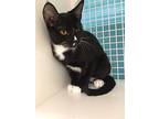 Moxie, Domestic Shorthair For Adoption In Land O Lakes, Florida