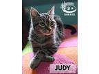 Judy, Domestic Shorthair For Adoption In Huntsville, Ontario