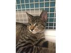 Daisy, Domestic Shorthair For Adoption In Land O Lakes, Florida