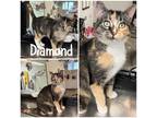 Diamond, Domestic Shorthair For Adoption In Crawfordsville, Indiana