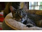 Rosie, Domestic Shorthair For Adoption In Land O Lakes, Florida