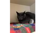 H.e.r, Domestic Shorthair For Adoption In Dekalb, Illinois