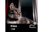 Cleo, Calico For Adoption In Dallas, Texas