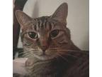 Plancha, Domestic Shorthair For Adoption In Dallas, Texas