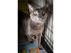 Nova, Domestic Shorthair For Adoption In New Orleans, Louisiana