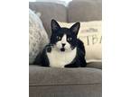 Monty, Domestic Shorthair For Adoption In New Orleans, Louisiana