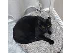 Foxy, Domestic Shorthair For Adoption In New Orleans, Louisiana