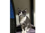 Myesha, Domestic Shorthair For Adoption In New Orleans, Louisiana
