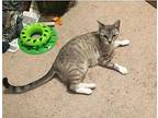 Rigel, Domestic Shorthair For Adoption In Dallas, Texas