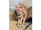 Rascal, Domestic Shorthair For Adoption In New Orleans, Louisiana