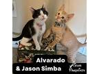 Alvarado & Jason Simba, Domestic Shorthair For Adoption In Dallas, Texas