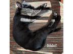 Giblet, Domestic Shorthair For Adoption In New Orleans, Louisiana