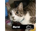 Mariel, Domestic Shorthair For Adoption In Dallas, Texas