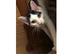 Falcon, Domestic Shorthair For Adoption In Dallas, Texas