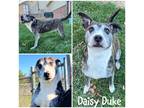 Daisy Duke, American Pit Bull Terrier For Adoption In Crawfordsville, Indiana