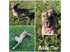 Addie Mae, American Pit Bull Terrier For Adoption In Crawfordsville, Indiana