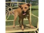 Nino, Terrier (unknown Type, Small) For Adoption In New Iberia, Louisiana