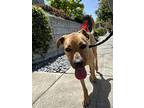 Rita, American Pit Bull Terrier For Adoption In Richmond, California