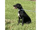 Spot, Labrador Retriever For Adoption In New Iberia, Louisiana