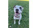 Nessy, American Pit Bull Terrier For Adoption In Crawfordsville, Indiana