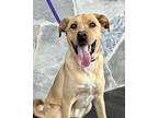 Snitch, Retriever (unknown Type) For Adoption In College Station, Texas