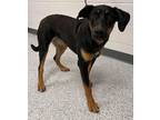 Indy, Doberman Pinscher For Adoption In Caldwell, Idaho